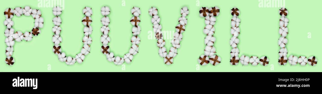 Wort puuvill aus der estnischen Sprache bedeutet Baumwolle, hergestellt aus Baumwollblumen. Konzept des organischen Rohstoffs. Stockfoto