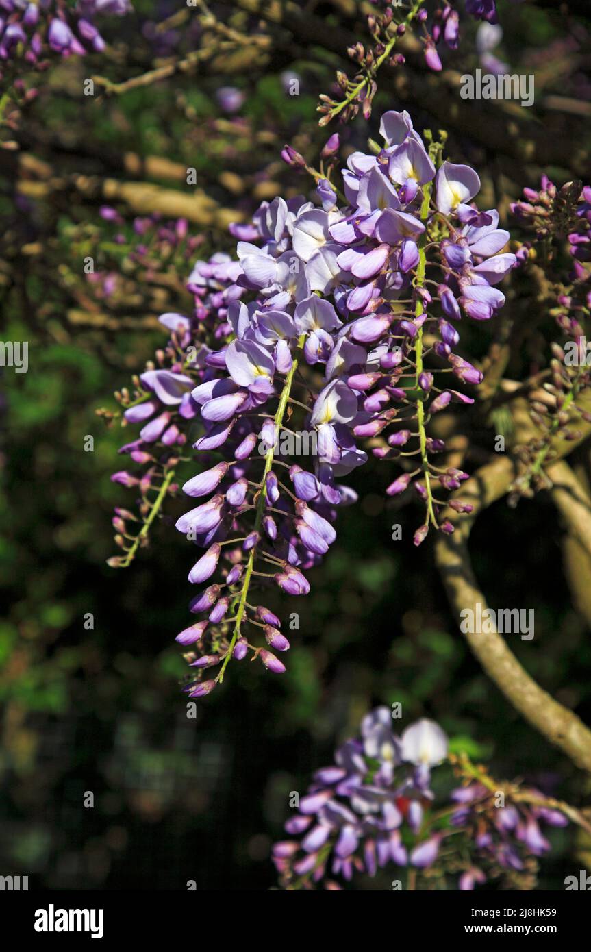 Blütenköpfe einer Wisteria, Wisteria floribunda, die im Frühjahr in einem Stadtgarten in Hellesdon, Norfolk, England, Großbritannien, in Blüte steht. Stockfoto
