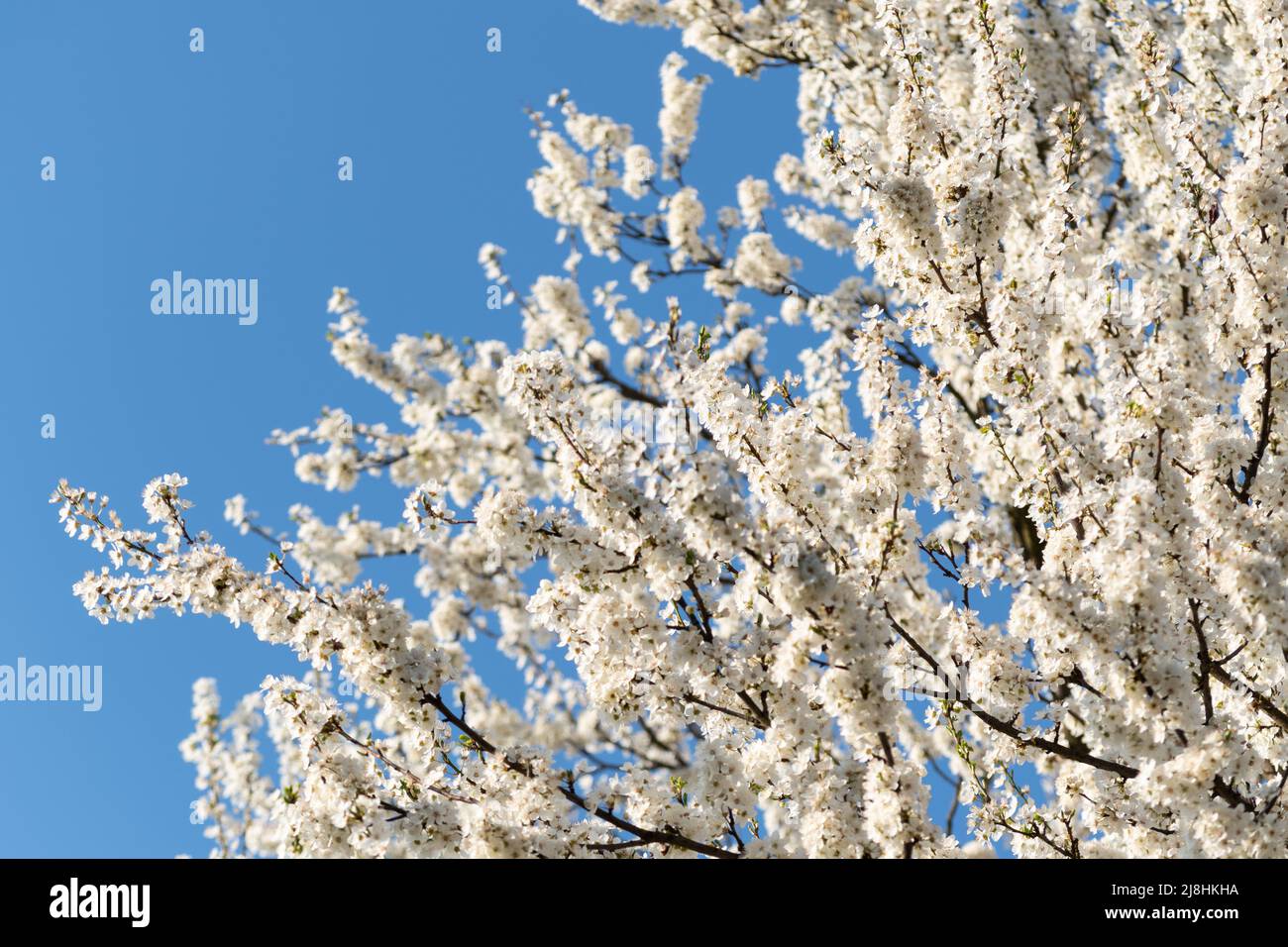 Kirschpflaume in Blüte vor blauem Himmel, Obstbaum in üppiger Blüte am sonnigen Frühlingstag Stockfoto