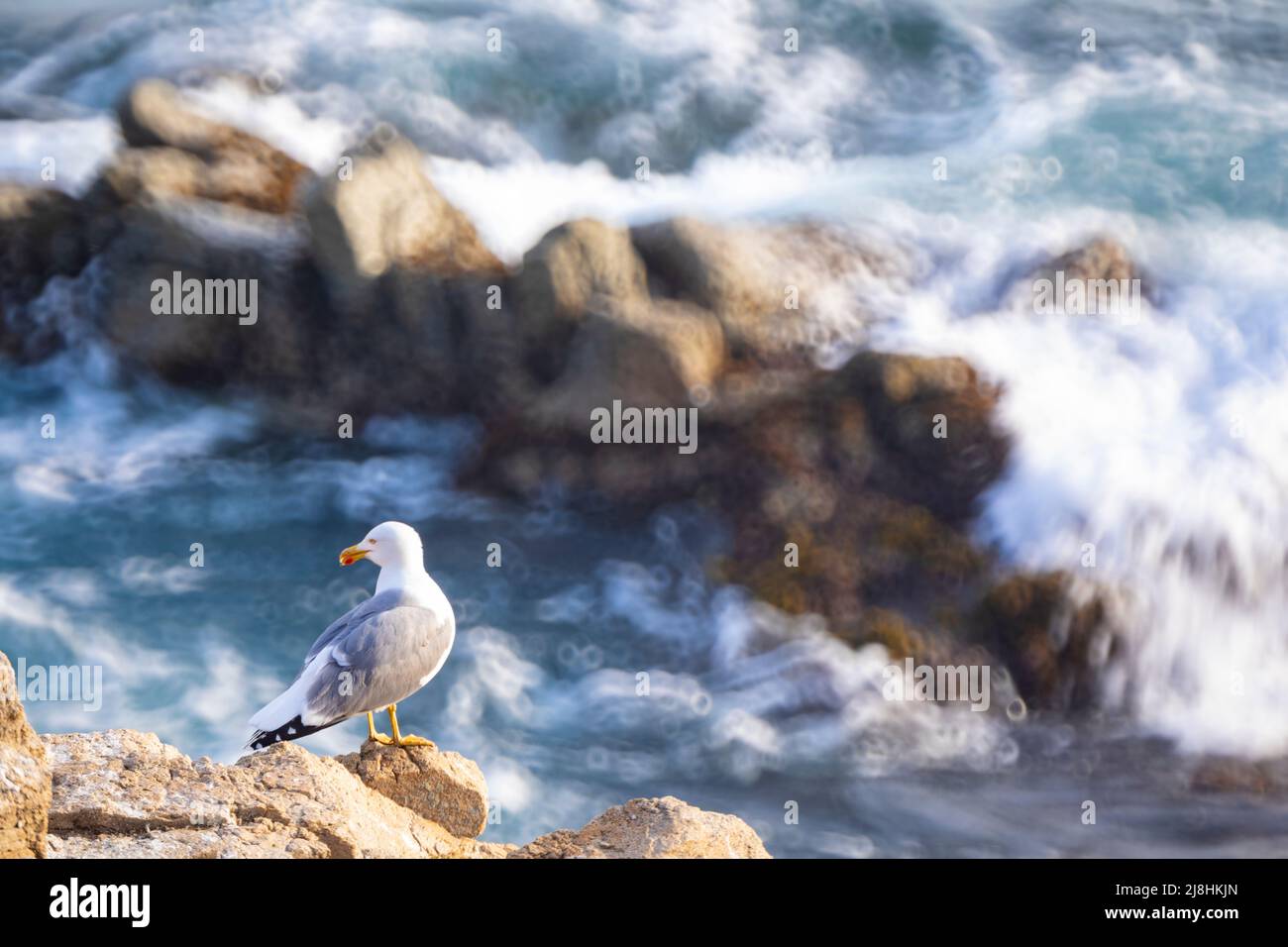 Im Frühling liegt die Möwe (Larus michahellis) am Mittelmeer Stockfoto