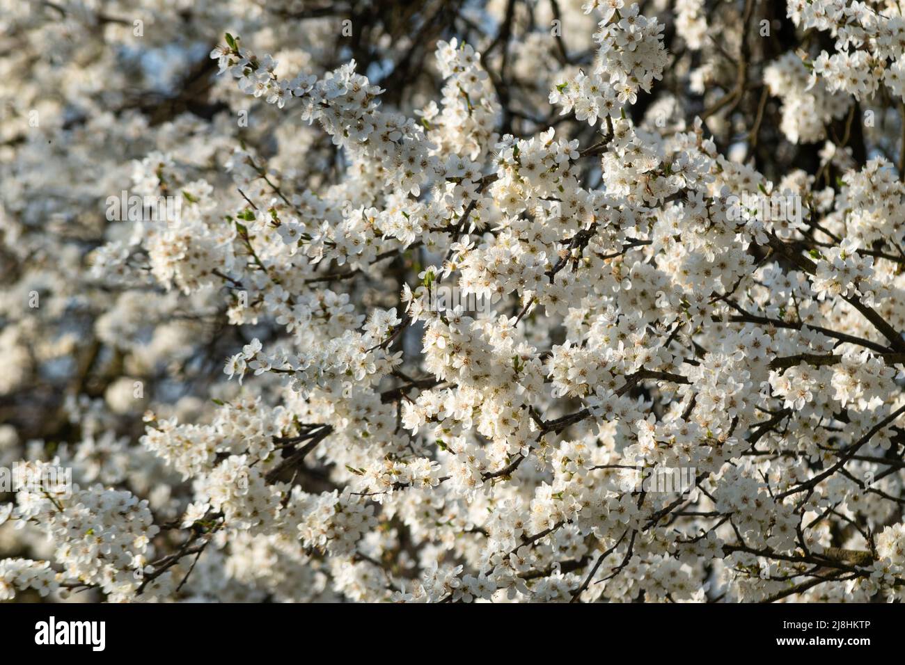 Kirschpflaume in Blüte, Obstbaum mit üppiger Blüte am sonnigen Frühlingstag Stockfoto