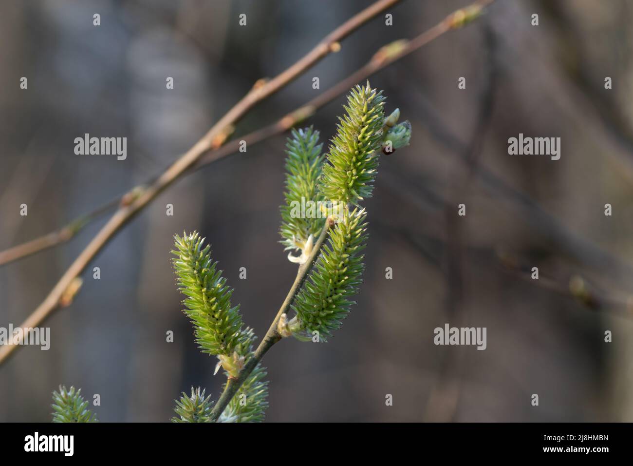 Europäische Espenkatze aus nächster Nähe, Zweig mit grüner weiblicher Catkin mit Samen Stockfoto