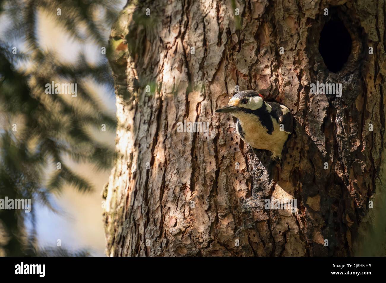 Der Buntspecht inspiziert sein Nest in der Baumhohle. Stockfoto