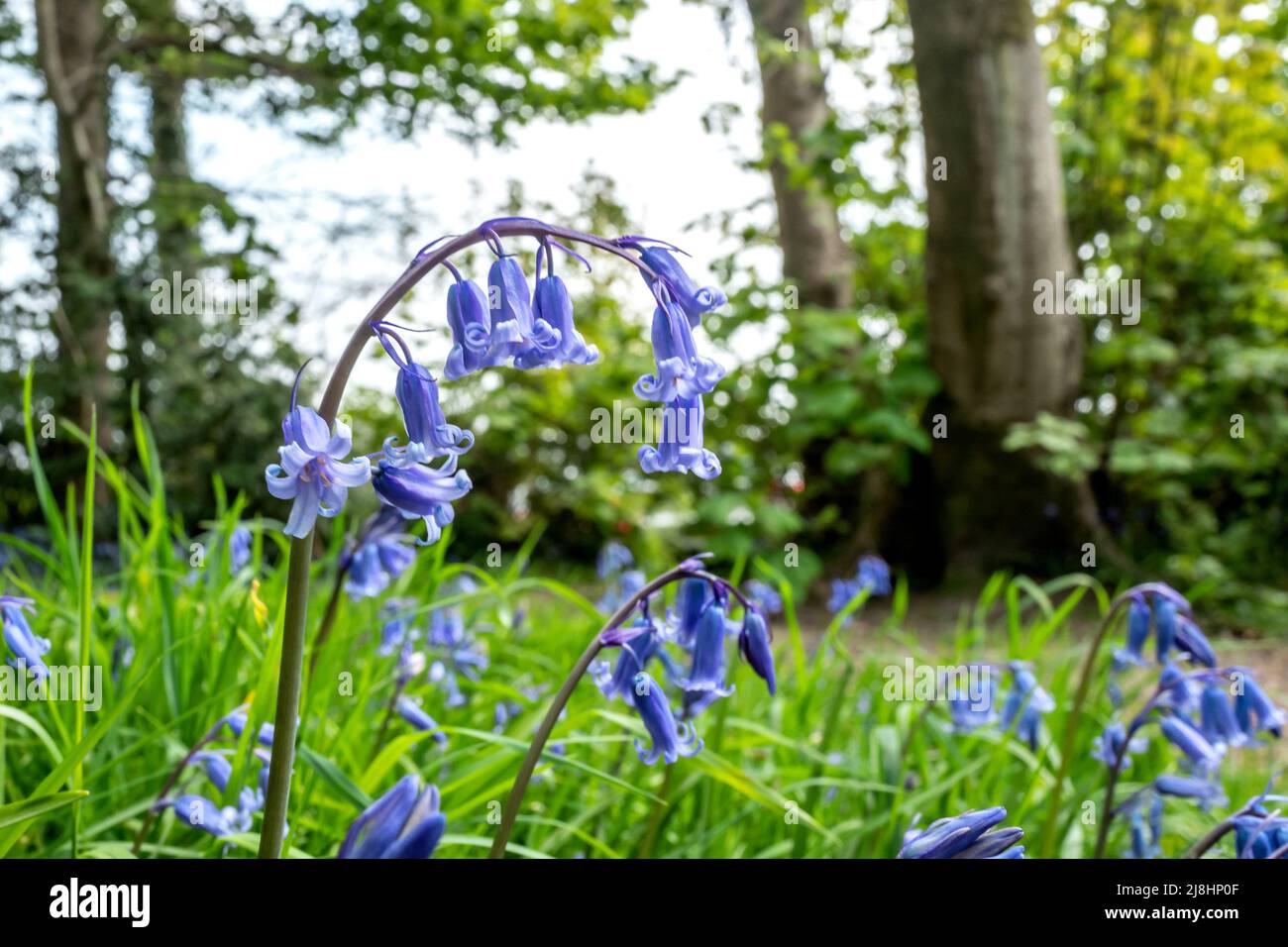 Crowborough, April 23. 2022: The Bluebell Wood Stockfoto
