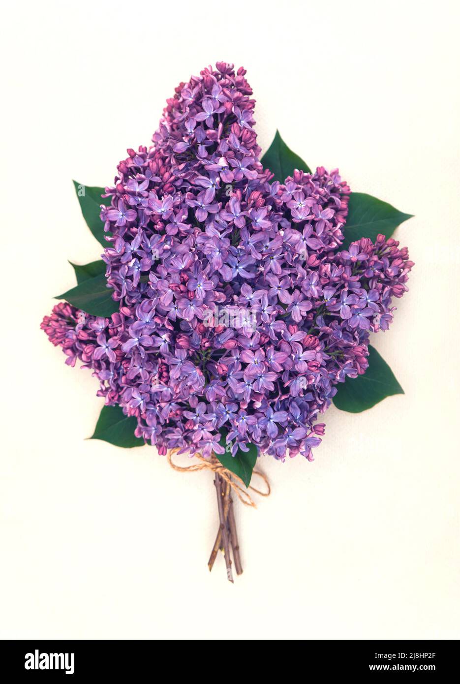Zartes romantisches Bouquet von Fliedern auf weißem Hintergrund Stockfoto