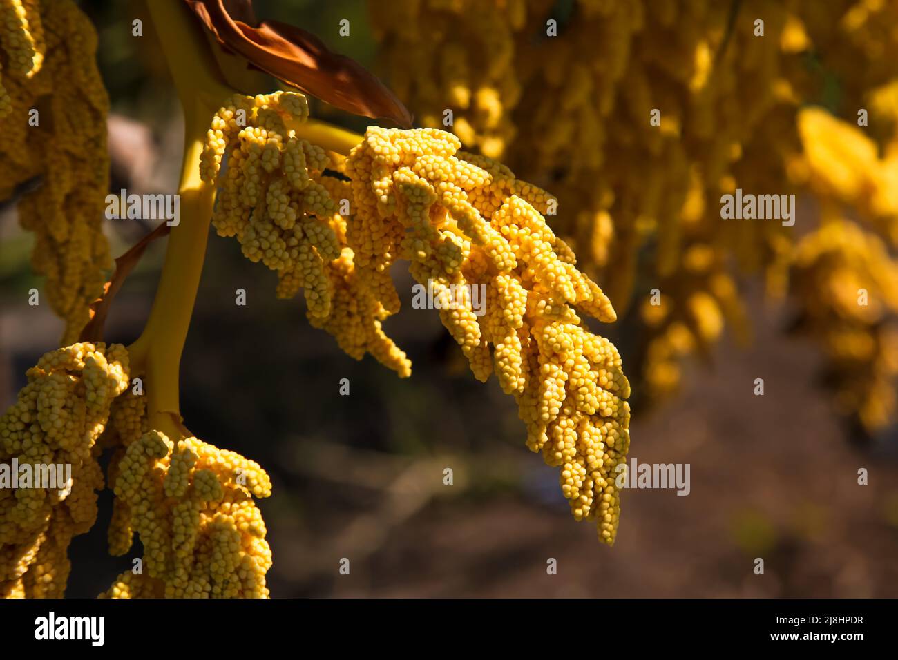 Blühende Trachycarpus fortunei, chinesische Windmühlenpalme 'Chusan Palm' im Exotic Garden im RHS Garden Wisley, Surrey, England, Großbritannien, 2022 Tage Stockfoto