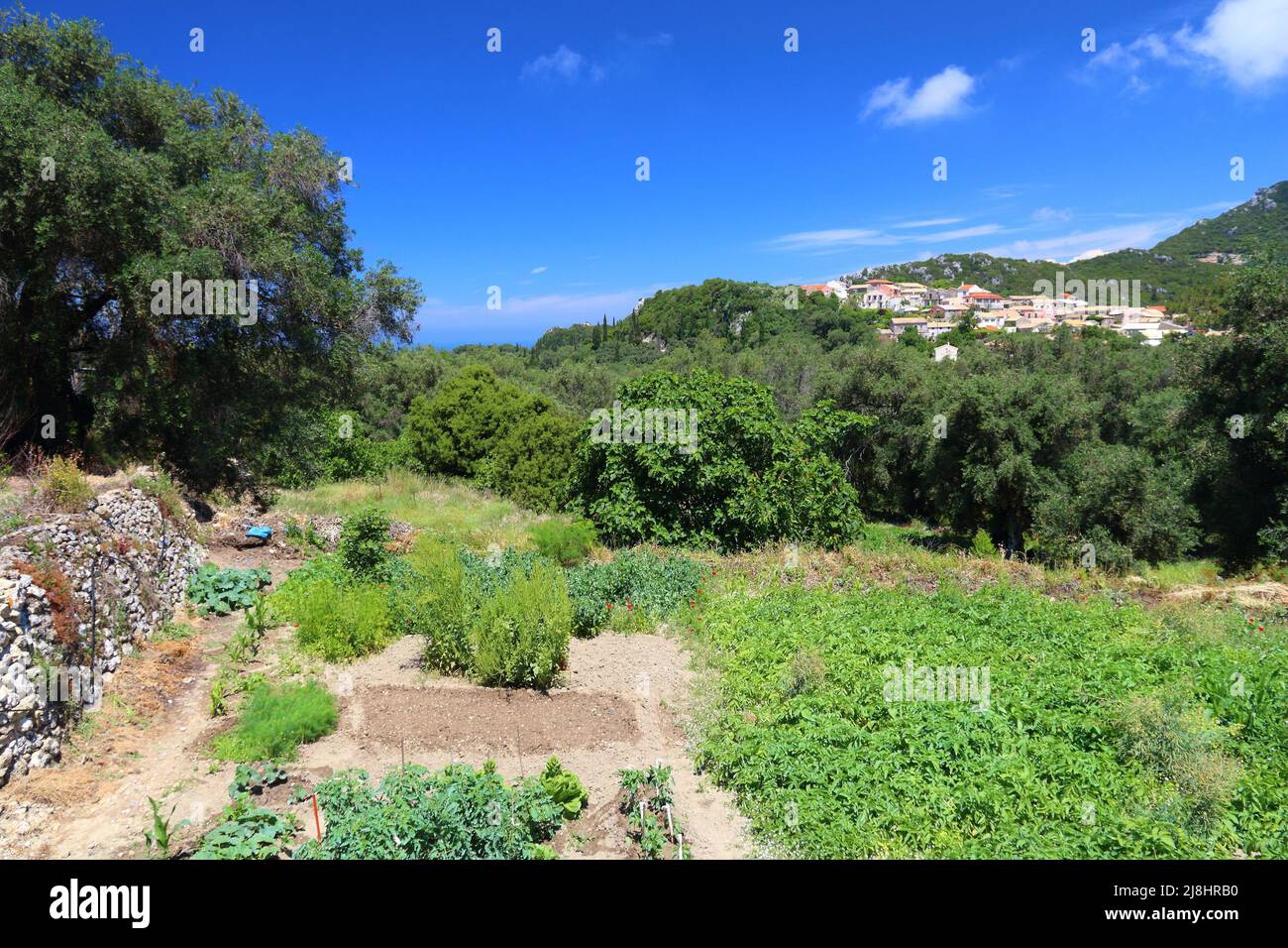 Landwirtschaft in Griechenland - Dorf Makrades auf der Insel Korfu. Kleiner privater Gemüsegarten. Stockfoto