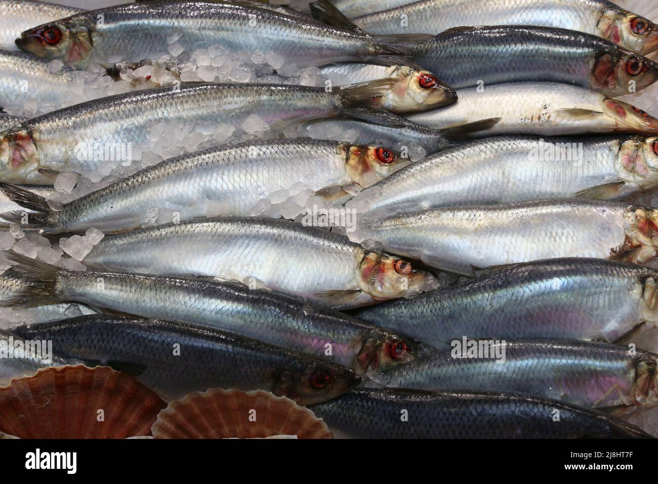 Hering - frischer Fischeinkauf auf einem Marktplatz in Leeds, Großbritannien. Stockfoto