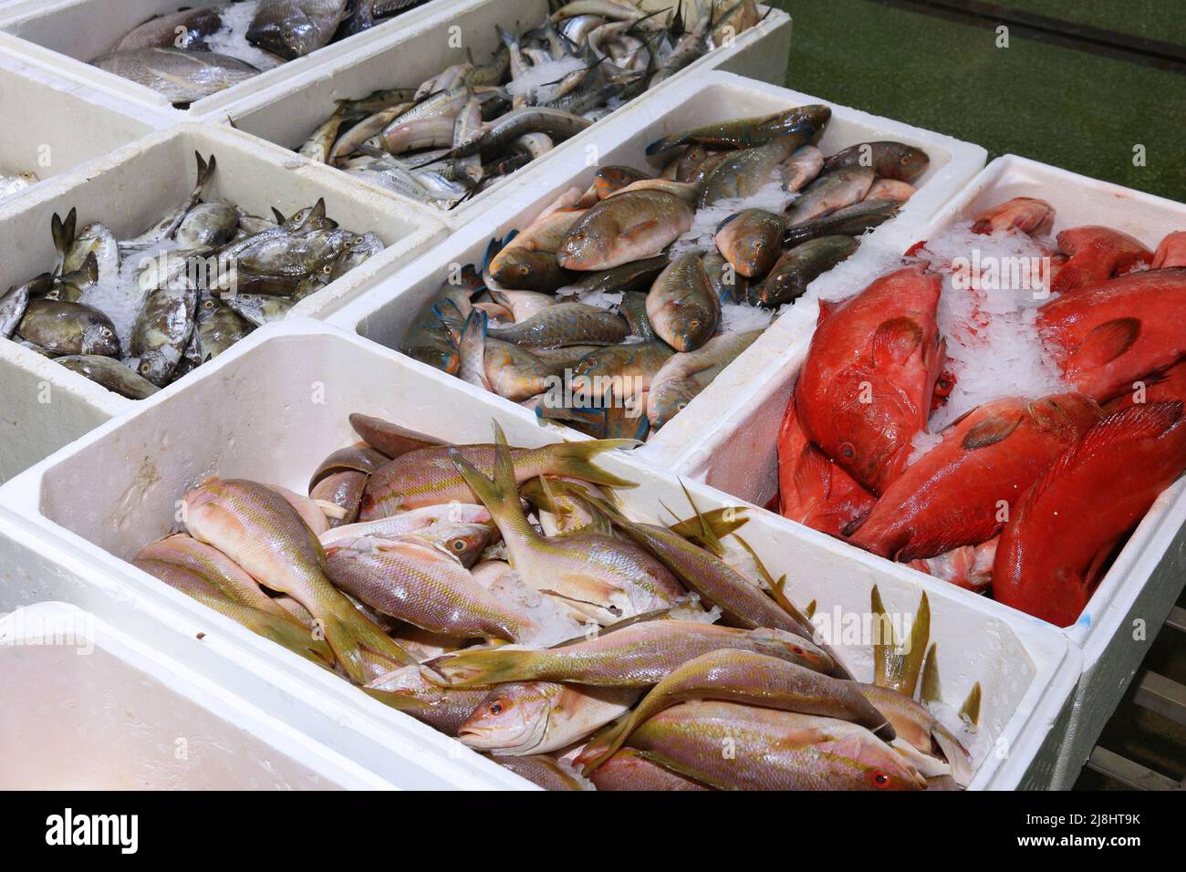Billingsgate Fish Market in London, Großbritannien. Red Snapper und Lippfisch. Stockfoto