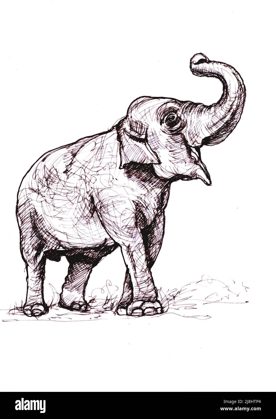 Abbildung in schwarzer Tinte eines Elefanten auf weißem Hintergrund. Stockfoto