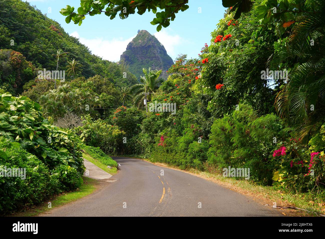 Kuhio Highway an der Nordküste der Insel Kauai in Hawaii, USA - Landstraße umgeben von üppigen Bergen und blühenden Bäumen Stockfoto