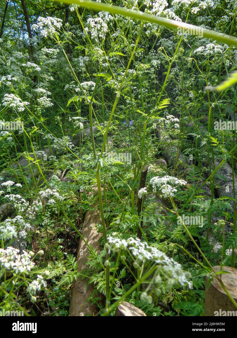 Intime Frühlingslandschaft mit massierter Kuh-Petersilie (Anthriscus sylvestris) in bewirtschafteten Wäldern, halb-abstrakter Natur Stockfoto