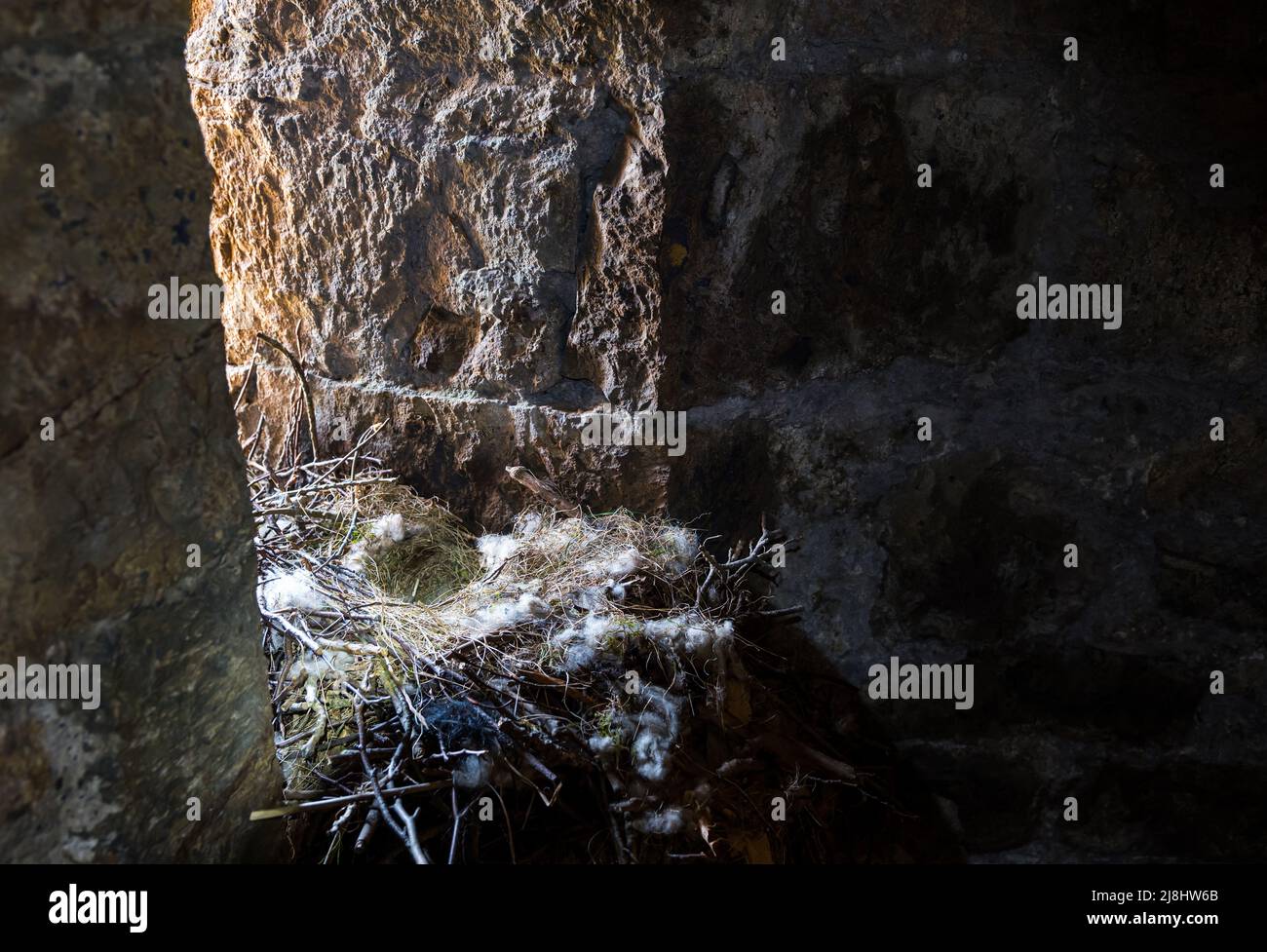 Überreste eines Vogelnests einer Dohle auf einem Fenstervorsprung in einem zerstörten Turm, East Lothian, Schottland, Großbritannien Stockfoto