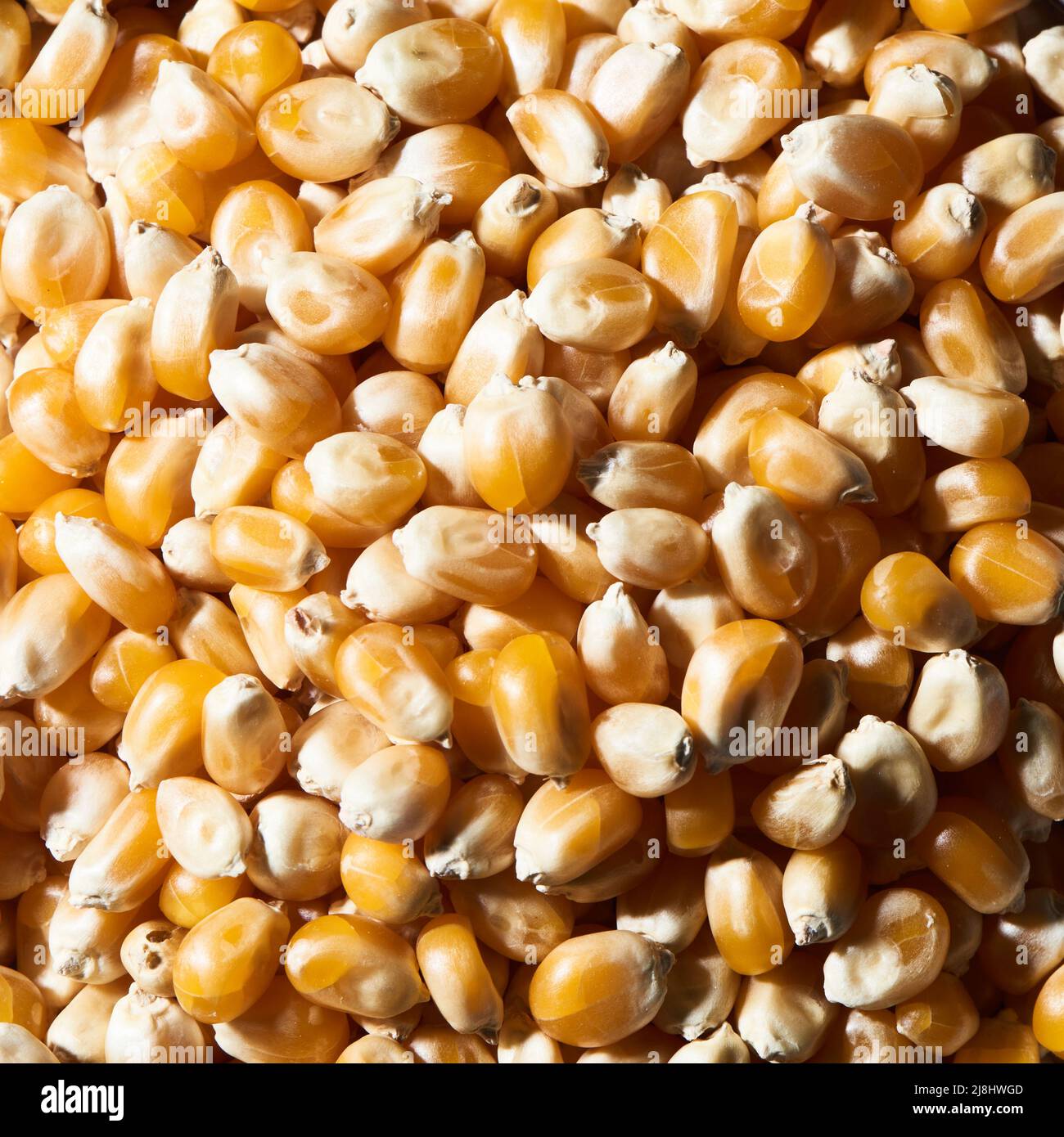 Vollbluten Makro-Popcornkerne Stockfoto