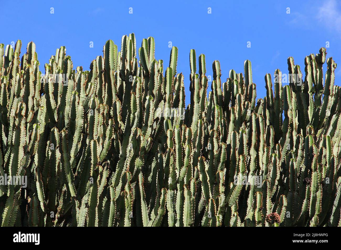 Kandelaber Baum Euphorbia candelabrum sukkulente Pflanze im Jardin