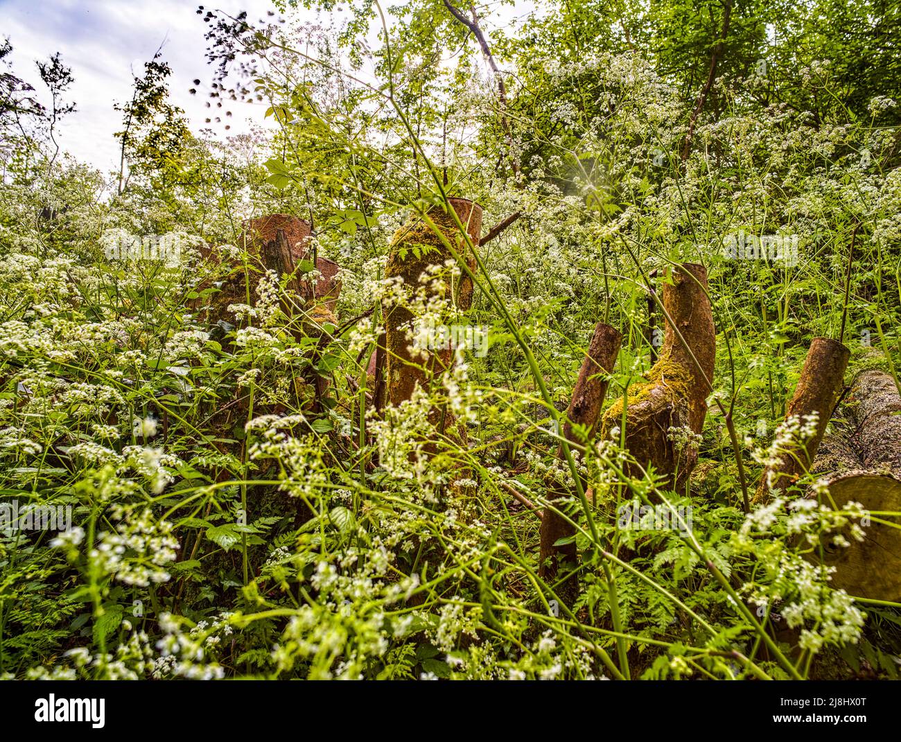 Intime Frühlingslandschaft mit massierter Kuh-Petersilie (Anthriscus sylvestris) in bewirtschafteten Wäldern, halb-abstrakter Natur Stockfoto