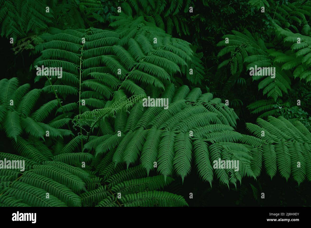 Farnpflanzen Textur in Guadeloupe. Grüner Regenwald. Stockfoto