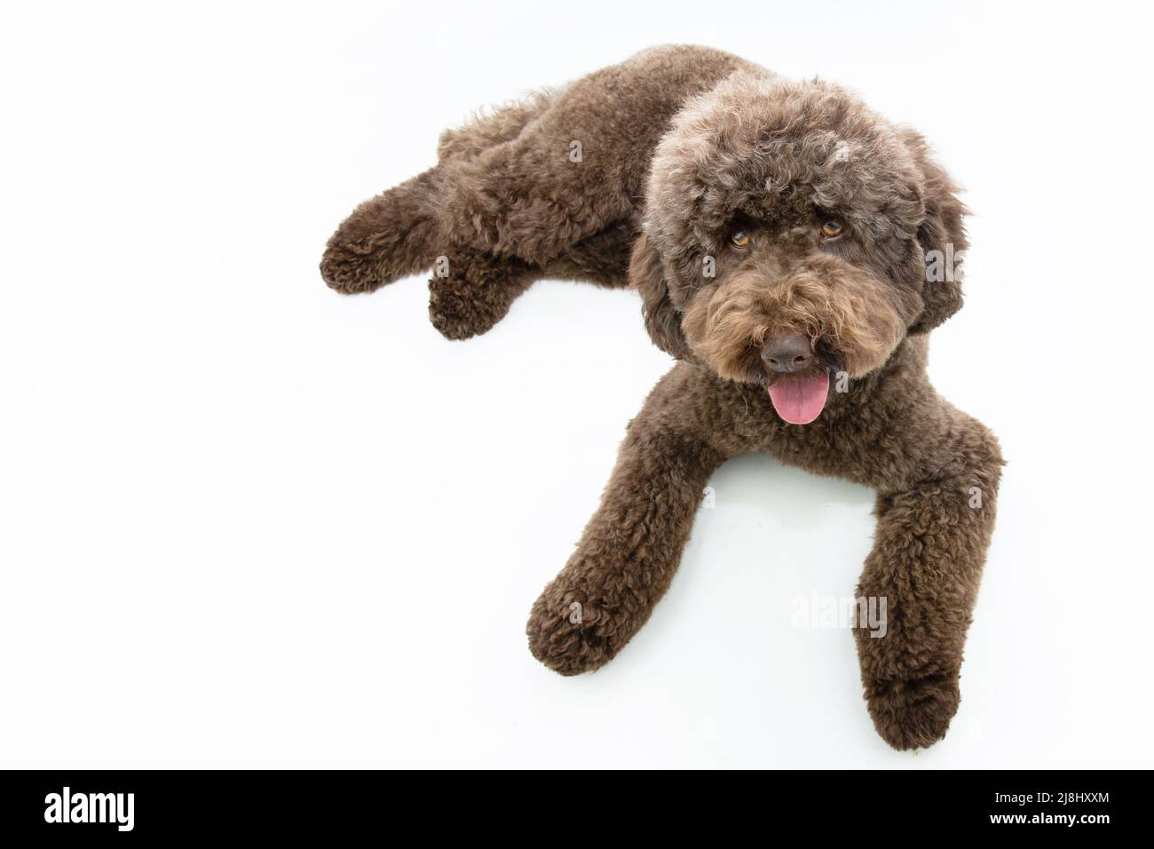 Portrait niedlichen braunen Pudel Blick auf die Kamera. Isoliert auf weißem Hintergrund. High-Angle-Ansicht Stockfoto