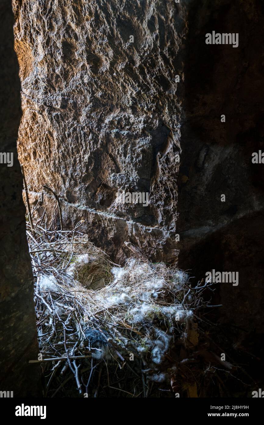 Überreste eines Vogelnests einer Dohle auf einem Fenstervorsprung in einem zerstörten Turm, East Lothian, Schottland, Großbritannien Stockfoto