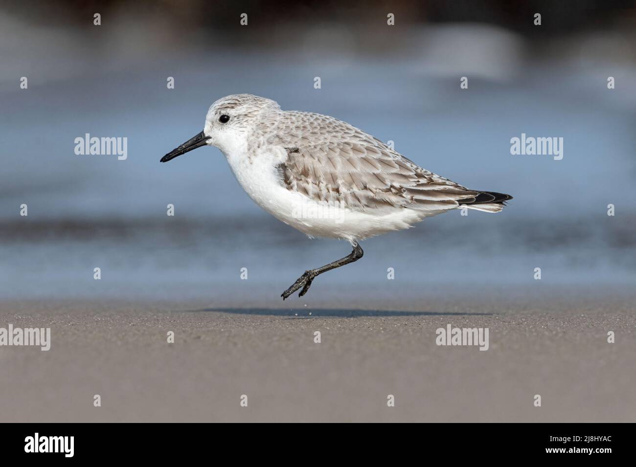 Sanderling, Calidris alba, kleiner Watvögel über überwintern Vogel Hoffnung, Norfolk, Großbritannien Stockfoto