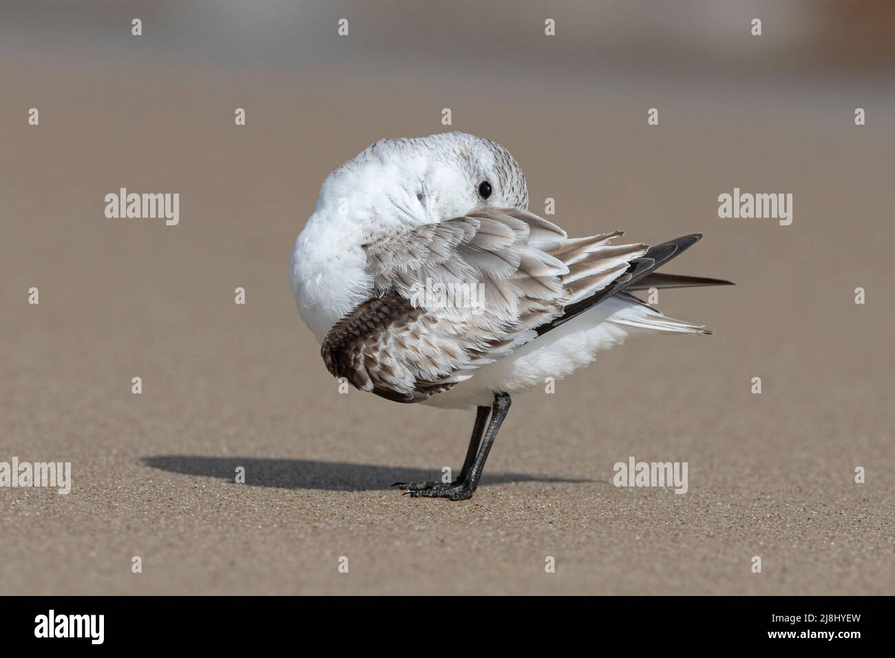 Sanderling, Calidris alba, kleiner Watvögel über überwintern Vogelaufstellung, Norfolk, Großbritannien Stockfoto