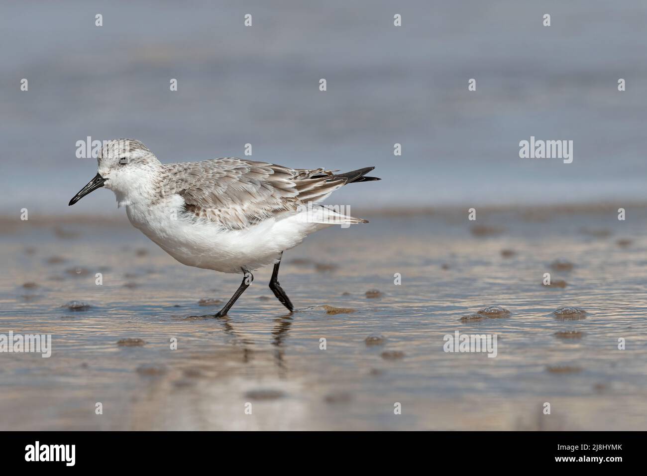 Sanderling, Calidris alba, kleiner Watvögel über überwintern Vogel, Norfolk, Großbritannien Stockfoto