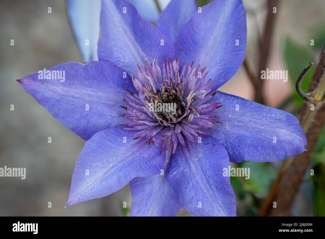 Schöne blaue asiatische virginsbower Kletterer in voller Sommerblüte Stockfoto