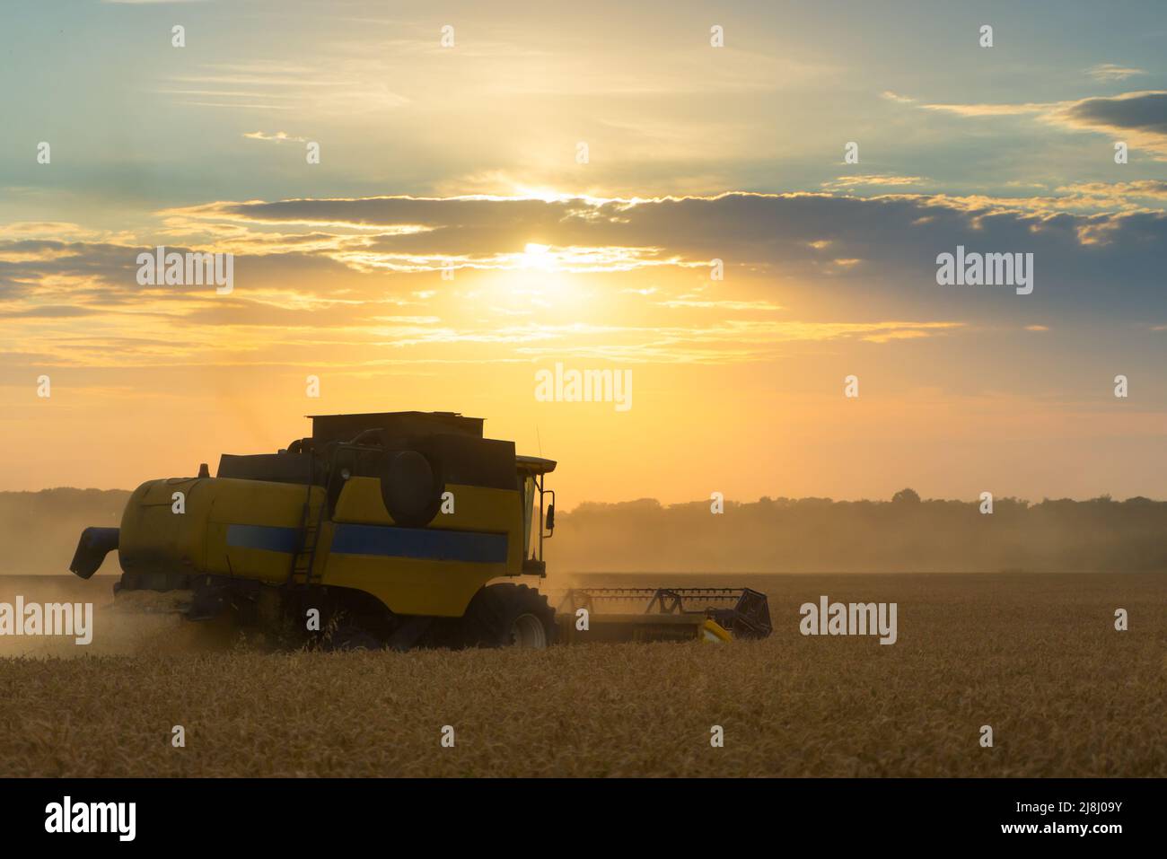 Mähdrescher ernten reifen Weizen. Reife Ähren gold Feld auf den Sonnenuntergang bewölkt orange Himmel Hintergrund. . Konzept für eine reiche Ernte. Landwirtschaft Stockfoto