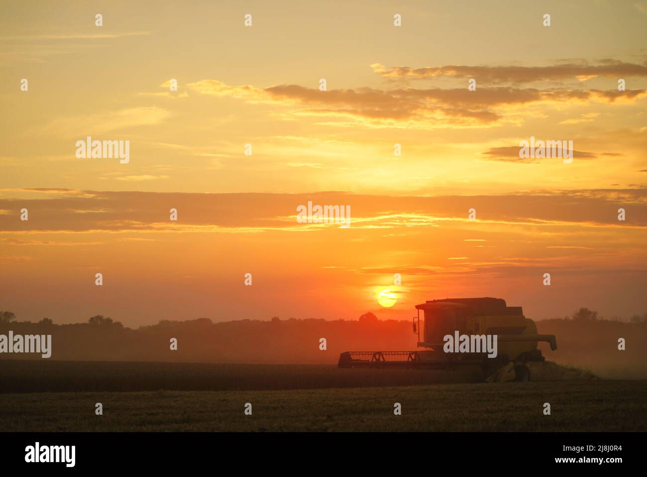 Mähdrescher ernten reifen Weizen. Reife Ähren gold Feld auf den Sonnenuntergang bewölkt orange Himmel Hintergrund. . Konzept für eine reiche Ernte. Landwirtschaft Stockfoto