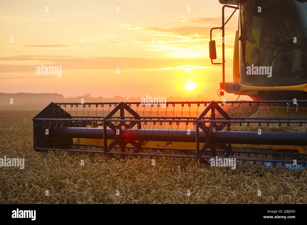 Mähdrescher ernten reifen Weizen. Reife Ähren gold Feld auf den Sonnenuntergang bewölkt orange Himmel Hintergrund. . Konzept für eine reiche Ernte. Landwirtschaft Stockfoto