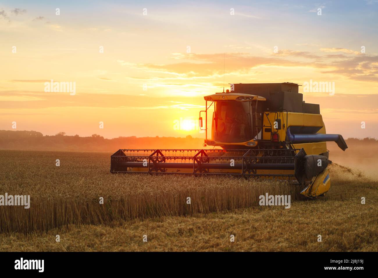 Mähdrescher ernten reifen Weizen. Reife Ähren gold Feld auf den Sonnenuntergang bewölkt orange Himmel Hintergrund. . Konzept für eine reiche Ernte. Landwirtschaft Stockfoto