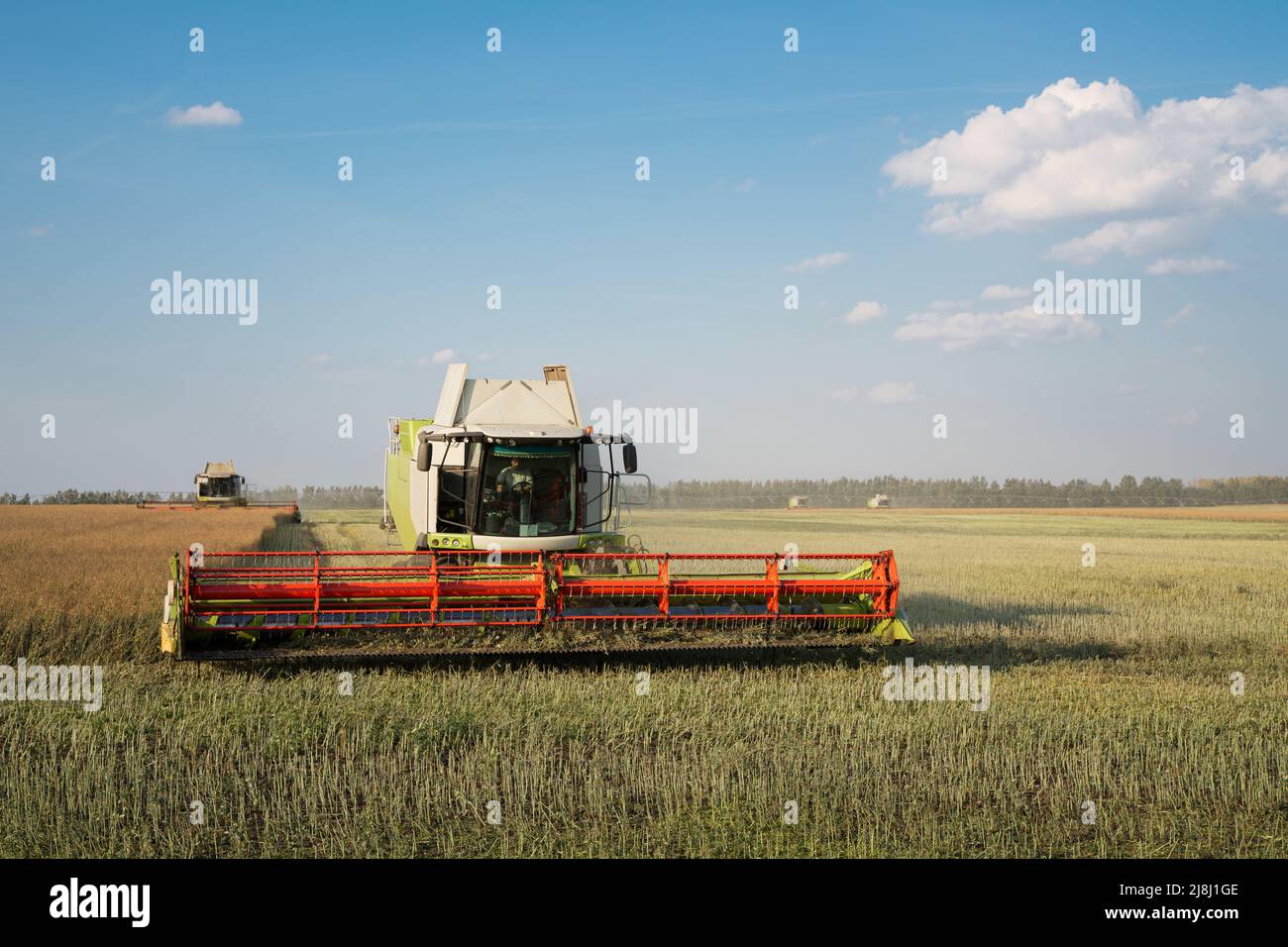 Mähdrescher ernten reifen Weizen. Reife Ähren gold Feld auf den Sonnenuntergang bewölkt orange Himmel Hintergrund. . Konzept für eine reiche Ernte. Landwirtschaft Stockfoto