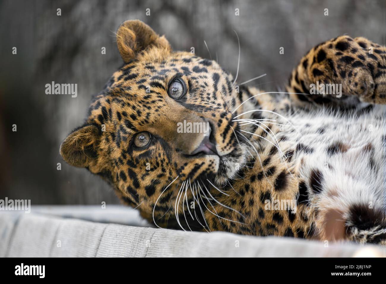 Ein geflecktes Leopardenjunges liegt und beobachtet die Umgebung. Stockfoto