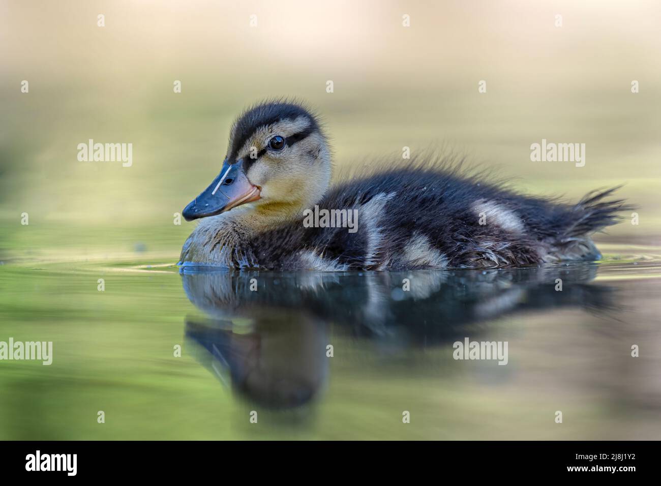 Eine kleine Ente schwimmt in einem Bach und sucht nach Nahrung. Stockfoto