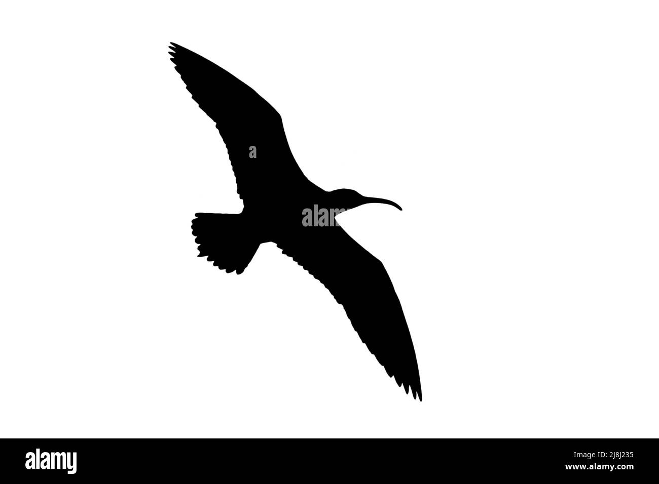 Silhouette eines eurasischen Whimbrels (Numenius phaeopus) im Flug, umrissen vor weißem Hintergrund, um Flügel, Kopf- und Schwanzformen zu zeigen Stockfoto
