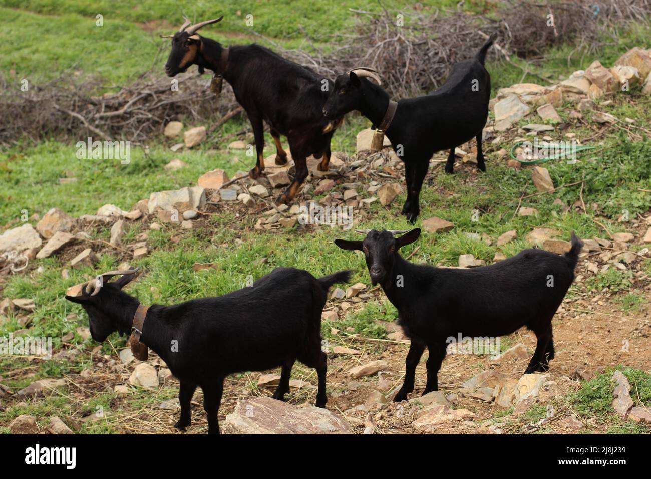 Ziegen der Sierra de Salamanca (Spanien) Stockfoto