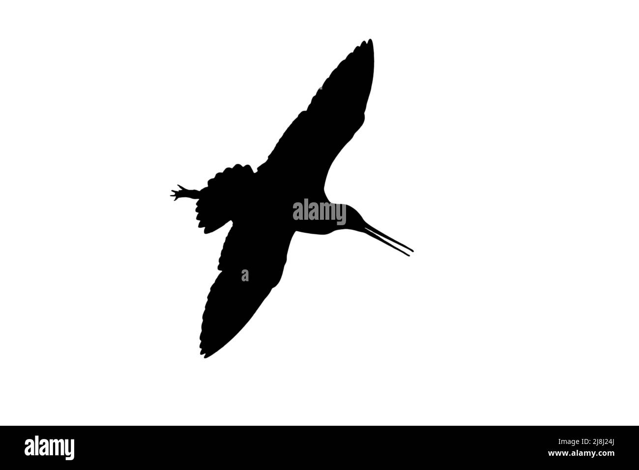 Silhouette eines schwarzschwänzigen Gottewitschs (Limosa limosa) im Flug, umrissen vor weißem Hintergrund, um Flügel, Kopf- und Schwanzformen zu zeigen Stockfoto