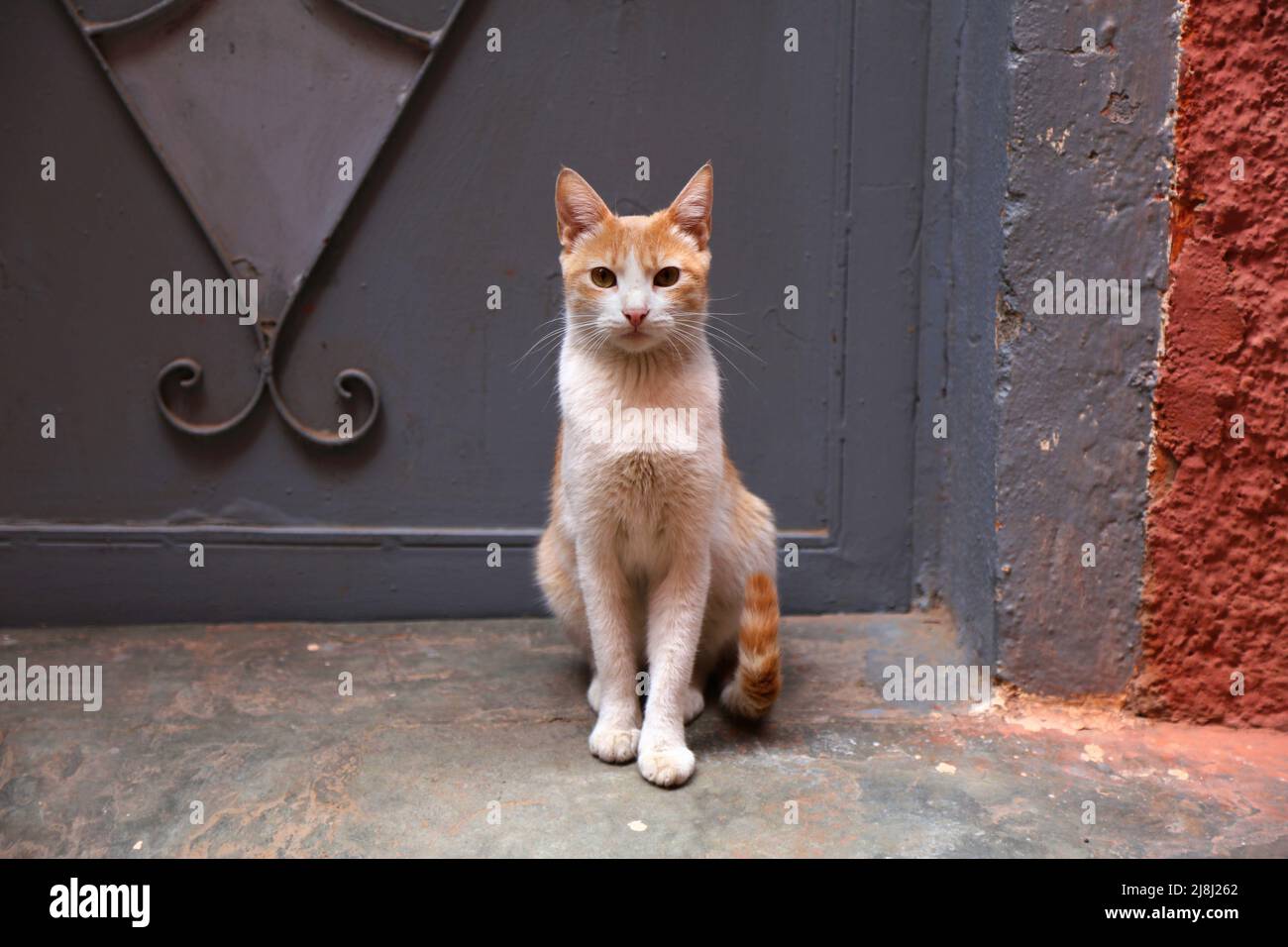 Straßenkatzen von Marrakesch, Marokko. Einheimische Ingwerkatze sitzt vor der Haustüre. Stockfoto
