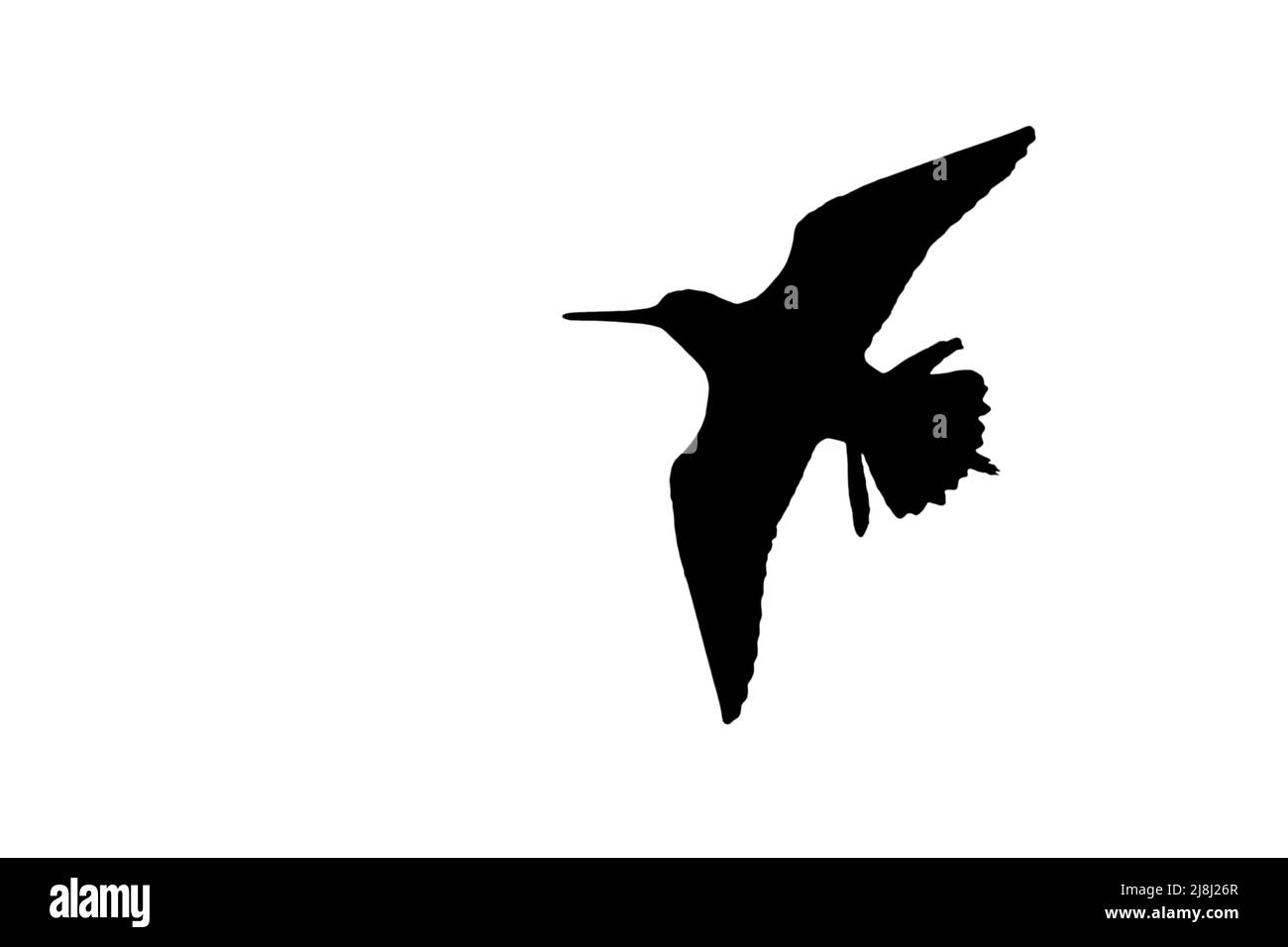 Silhouette einer gemeinen Schnecke (Gallinago gallinago) im Flug, umrissen vor weißem Hintergrund, um Flügel, Kopf- und Schwanzformen zu zeigen Stockfoto