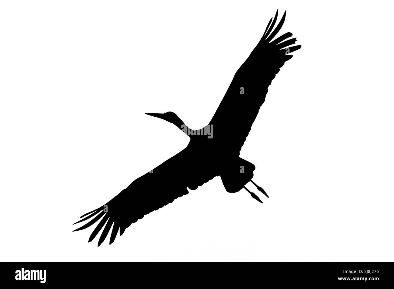 Silhouette eines aufsteigenden Weißstorchs (Ciconia ciconia) im Flug, umrissen vor weißem Hintergrund, um Flügel, Kopf- und Schwanzformen zu zeigen Stockfoto