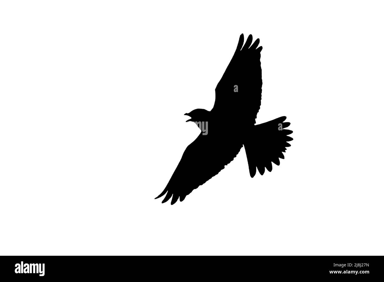Silhouette der eurasischen Feldlerche (Alauda arvensis) im Flug, umrissen vor weißem Hintergrund, um Flügel, Kopf- und Schwanzformen zu zeigen Stockfoto