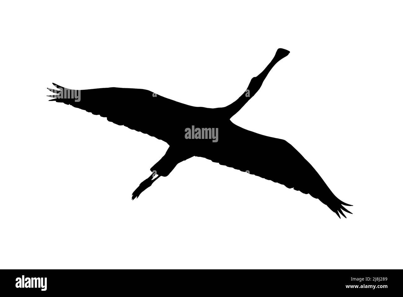 Silhouette eines eurasischen Löffelbills (Platalea leucorodia) im Flug, umrissen vor weißem Hintergrund, um Flügel, Kopf- und Schwanzformen zu zeigen Stockfoto