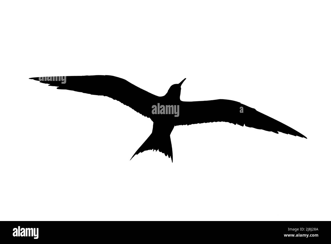 Silhouette einer Sandwichseeschwalbe (Thalasseus sandvicensis) im Flug, umrissen vor weißem Hintergrund, um Flügel, Kopf- und Schwanzformen zu zeigen Stockfoto