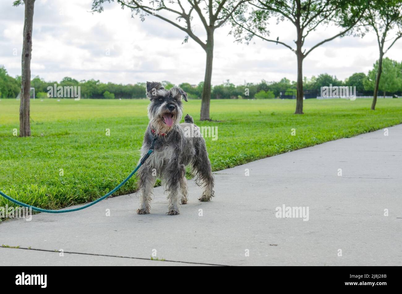 Ein Schnauzer Hund an der Leine draußen, Park, auf Bürgersteig, grünes Gras, Bäume Stockfoto