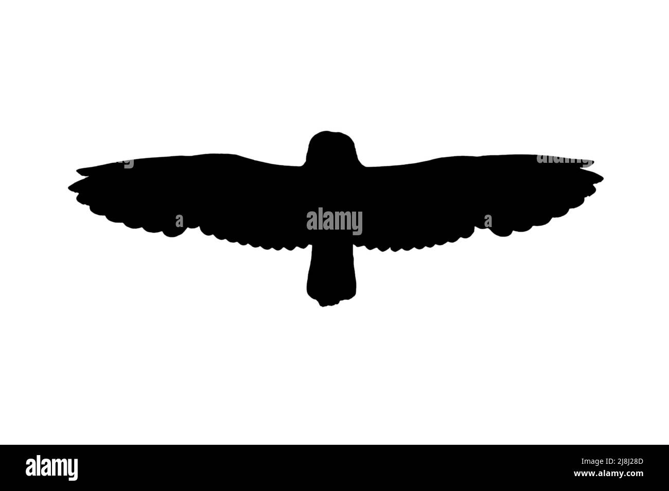Silhouette einer kurzohrigen Eule (ASIO flammeus / ASIO accipitrinus) im Flug, umrissen vor weißem Hintergrund, um Flügel, Kopf- und Schwanzformen zu zeigen Stockfoto