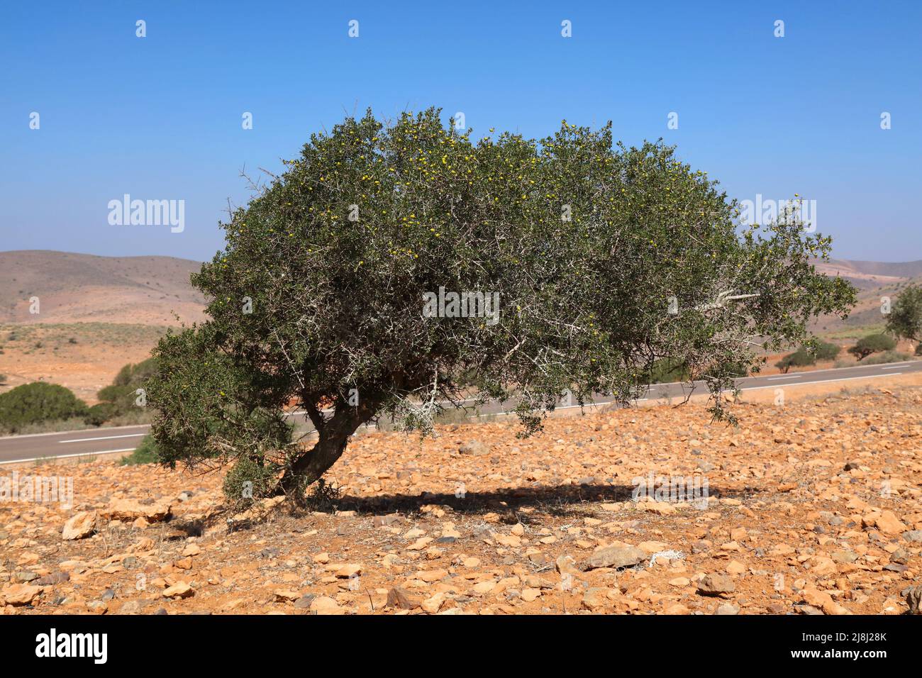 Argan-Baumfrucht in Marokko. Argania-Baumarten endemisch im Sous-Tal. Stockfoto