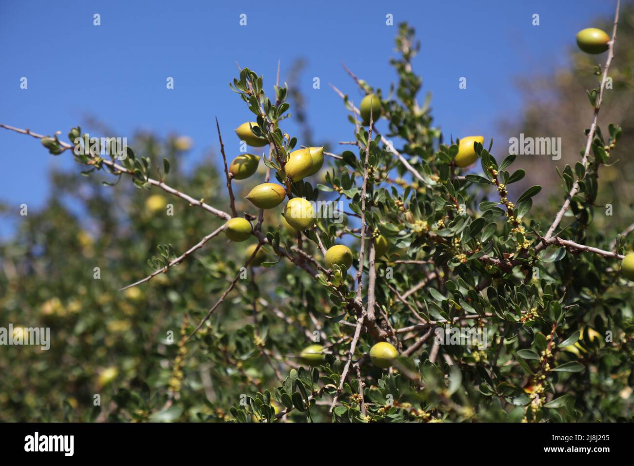 Argan-Baumfrucht in Marokko. Argania-Baumarten endemisch im Sous-Tal. Stockfoto