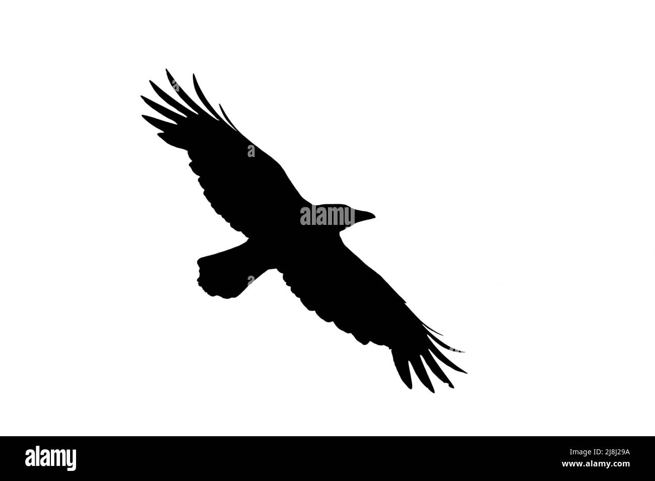 Silhouette der Aaskrähe (Corvus corone) im Flug, umrissen vor weißem Hintergrund, um Flügel, Kopf- und Schwanzformen zu zeigen Stockfoto