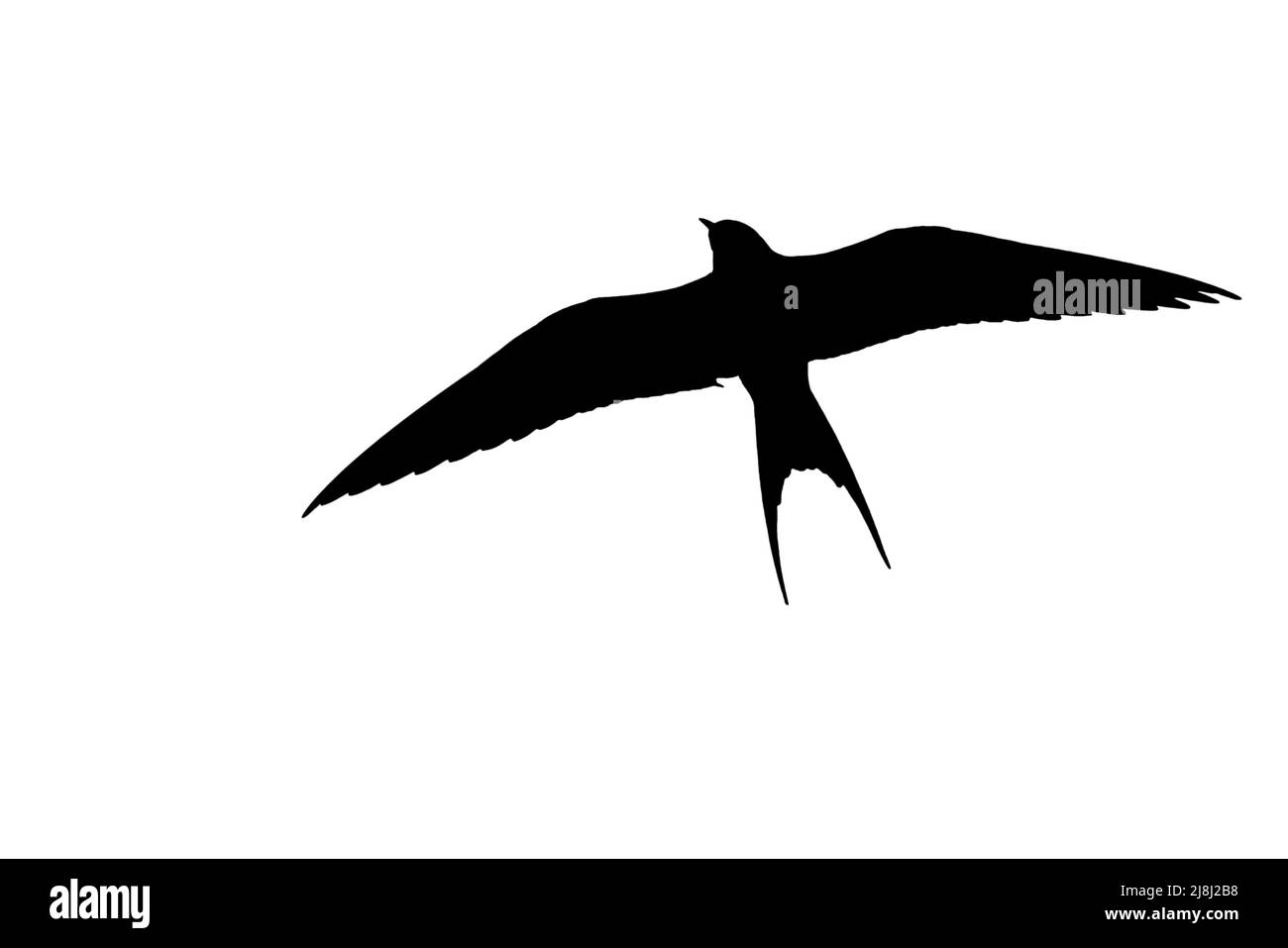 Silhouette der Arktischen Seeschwalbe (Sterna paradiesea) im Flug, umrissen vor weißem Hintergrund, um Flügel, Kopf- und Schwanzformen zu zeigen Stockfoto