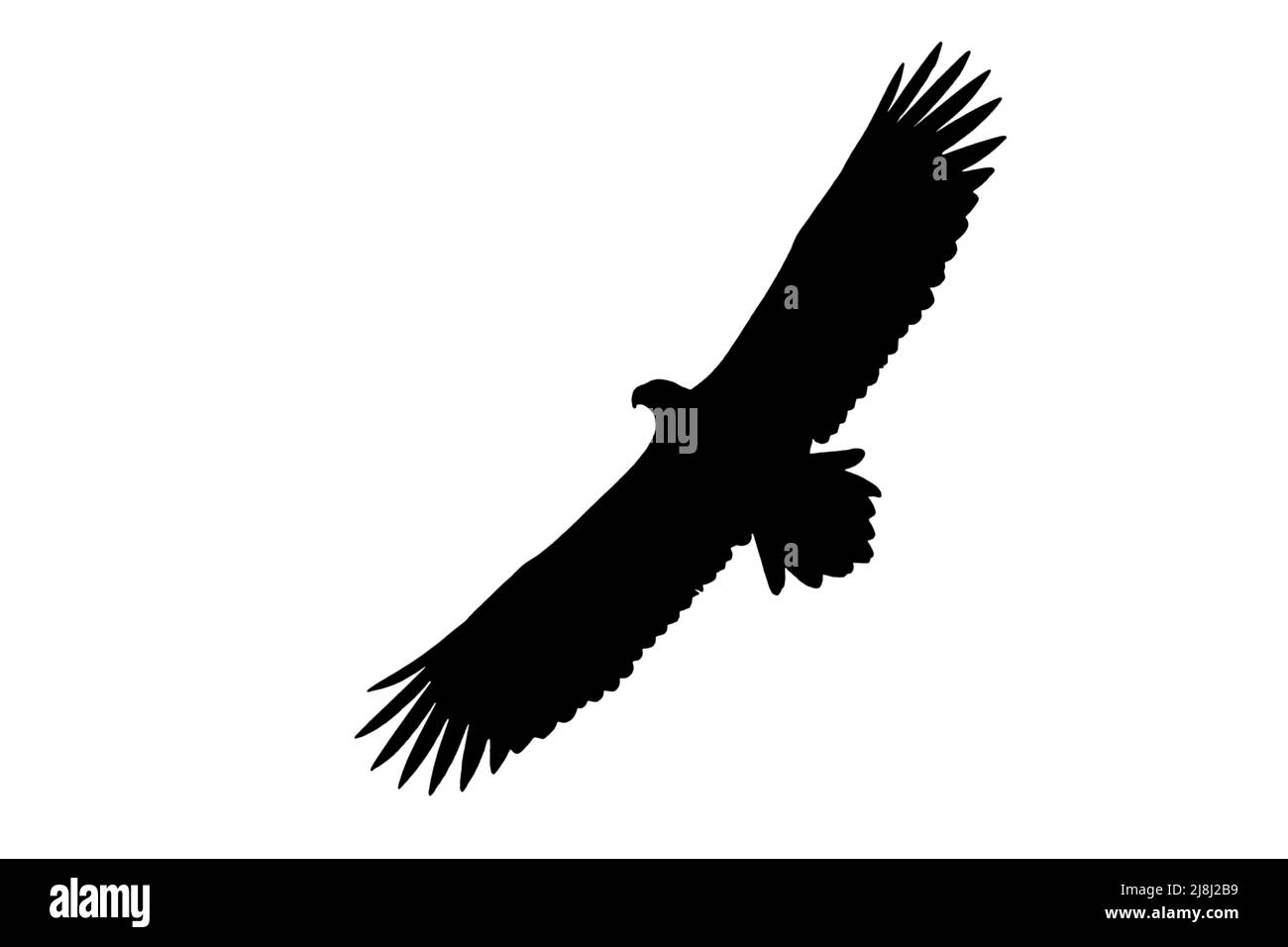 Silhouette eines Seeadlers / Seeadlers (Haliaeetus albicilla) im Flug, umrissen vor weißem Hintergrund, um Flügel, Kopf- und Schwanzformen zu zeigen Stockfoto